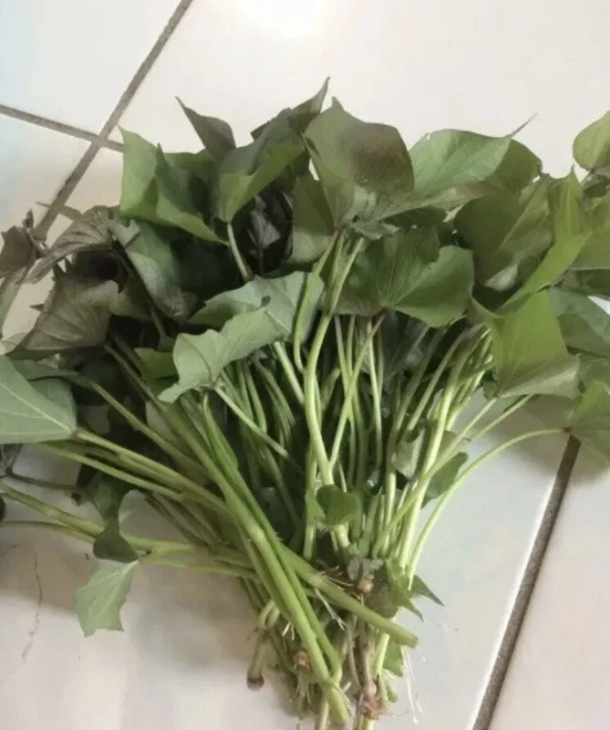 15 Beauregard Sweet Potato Slips - Organic Live Plant Cuttings for Growing 15 Beauregard Sweet Potato Slips - Organic Live Plant Cuttings for Growing - Image 3