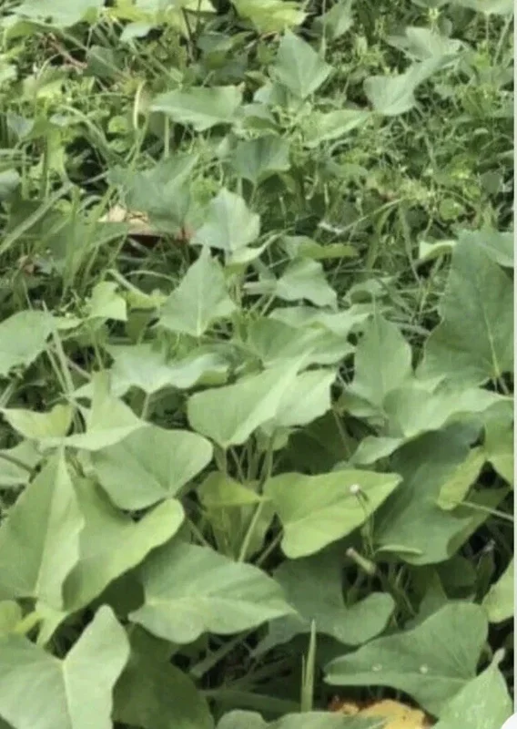 15 Beauregard Sweet Potato Slips - Organic Live Plant Cuttings for Growing 15 Beauregard Sweet Potato Slips - Organic Live Plant Cuttings for Growing - Image 4