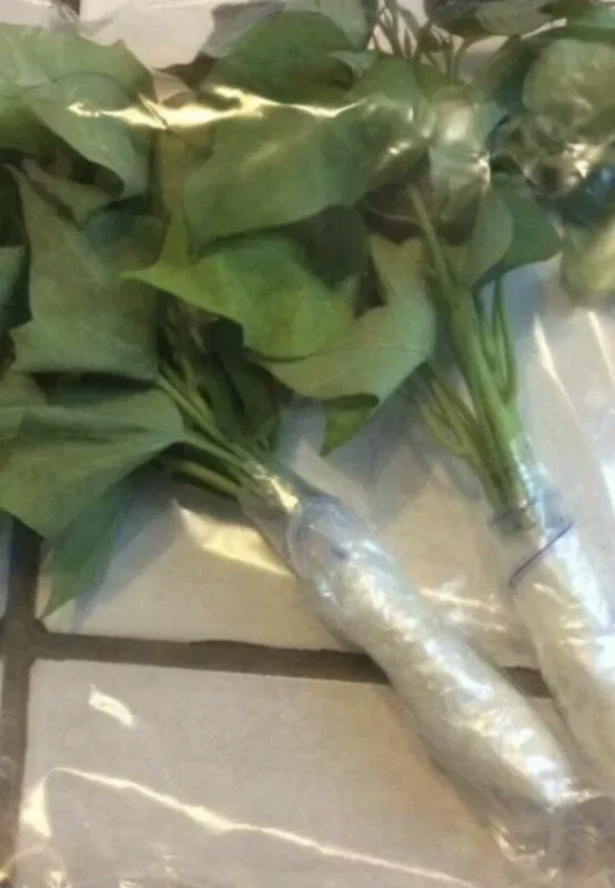 15 Beauregard Sweet Potato Slips - Organic Live Plant Cuttings for Growing 15 Beauregard Sweet Potato Slips - Organic Live Plant Cuttings for Growing - Image 7