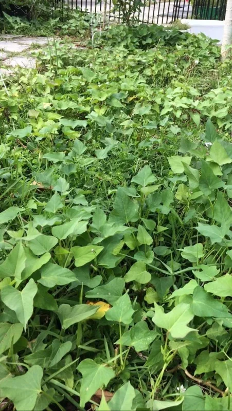 15 Beauregard Sweet Potato Slips - Organically Grown Live Plant Cuttings - Image 2