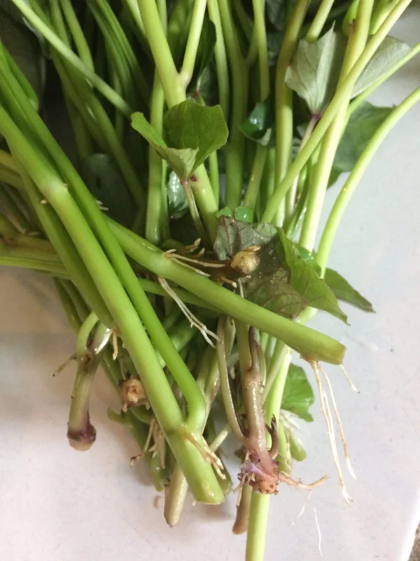 15 Beauregard Sweet Potato Slips - Organically Grown Live Plant Cuttings 15 Beauregard Sweet Potato Slips - Organically Grown Live Plant Cuttings - Image 4