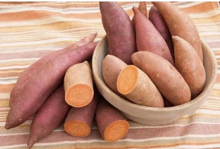 15 Beauregard Sweet Potato Slips - Organically Grown Live Plant Cuttings 15 Beauregard Sweet Potato Slips - Organically Grown Live Plant Cuttings - Image 5
