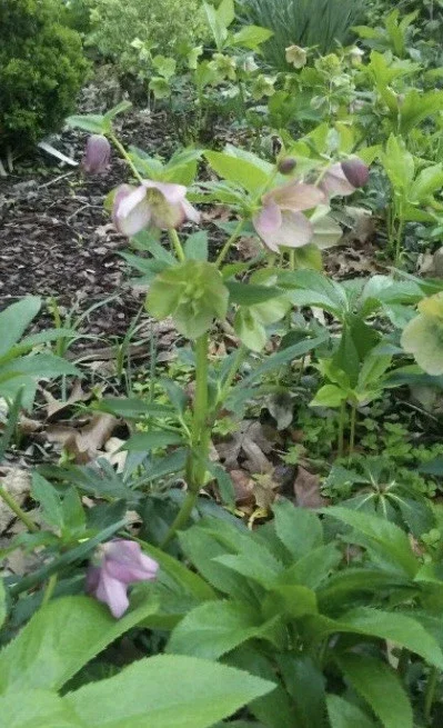 15 Lenten Rose Hellebores Live Plants – 2-3 inches Tall Starters, Indoor/Outdoor - Image 2