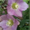 15 Lenten Rose Hellebores Live Plants – 2-3 inches Tall Starters, Indoor/Outdoor - Image 1