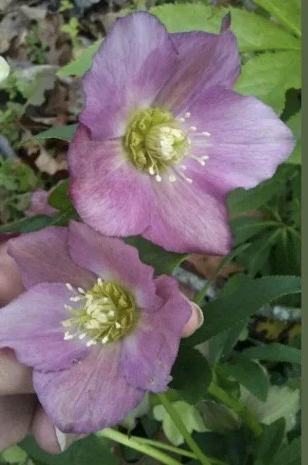 15 Lenten Rose Hellebores Live Plants – 2-3 inches Tall Starters, Indoor/Outdoor - Image 1