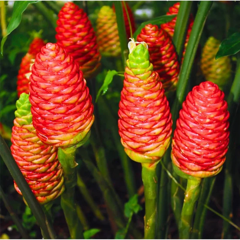 15 Shampoo Ginger Rhizomes for Planting - Live Awapuhi Zingiber Zerumbet Bare Root 15 Shampoo Ginger Rhizomes for Planting - Live Awapuhi Zingiber Zerumbet Bare Root - Image 2