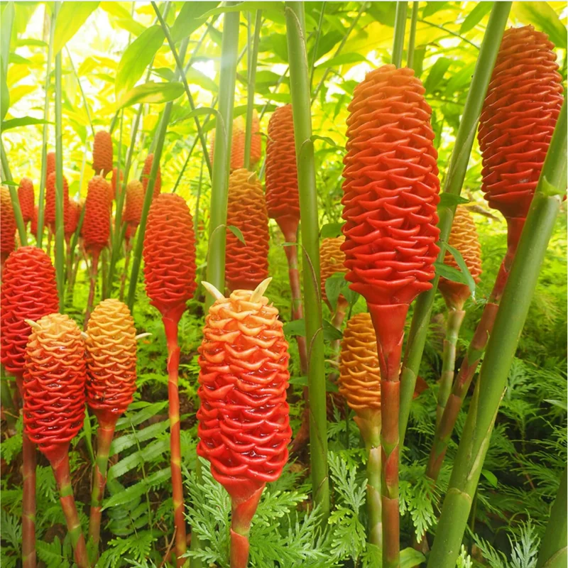 15 Shampoo Ginger Rhizomes for Planting - Live Awapuhi Zingiber Zerumbet Bare Root 15 Shampoo Ginger Rhizomes for Planting - Live Awapuhi Zingiber Zerumbet Bare Root - Image 3