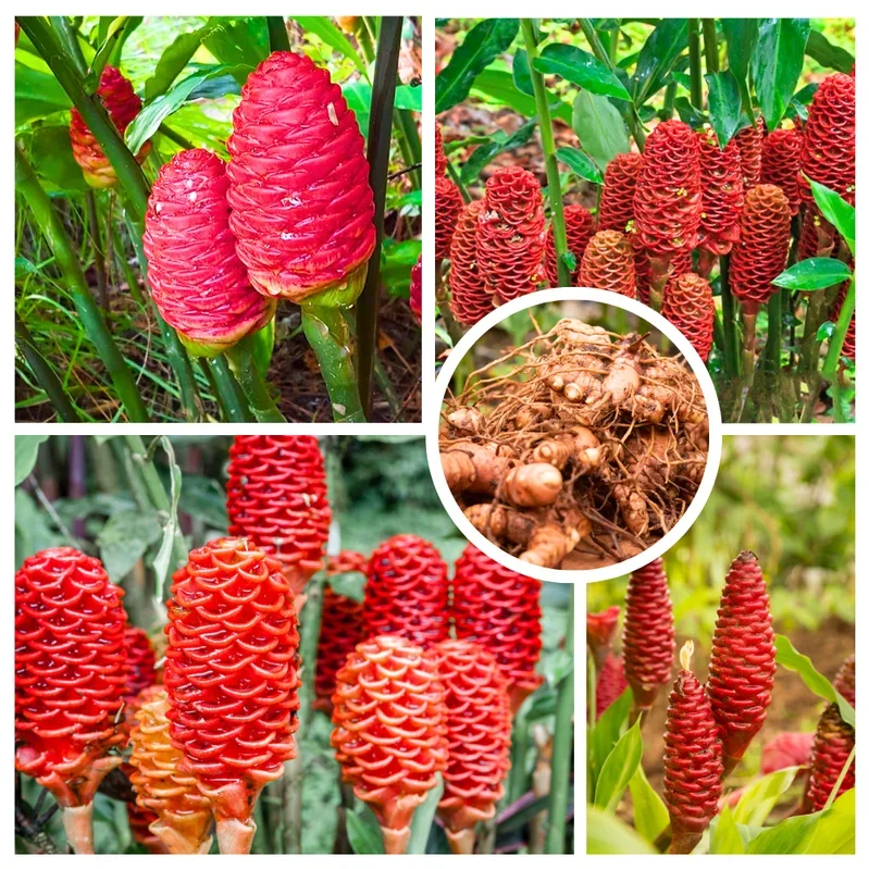 15 Shampoo Ginger Rhizomes for Planting - Live Awapuhi Zingiber Zerumbet Bare Root 15 Shampoo Ginger Rhizomes for Planting - Live Awapuhi Zingiber Zerumbet Bare Root - Image 4