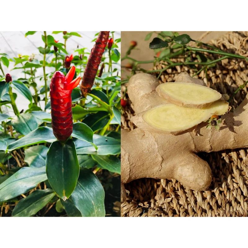 15 Shampoo Ginger Rhizomes for Planting - Live Awapuhi Zingiber Zerumbet Bare Root 15 Shampoo Ginger Rhizomes for Planting - Live Awapuhi Zingiber Zerumbet Bare Root - Image 5