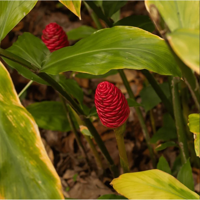 15 Shampoo Ginger Rhizomes for Planting - Live Awapuhi Zingiber Zerumbet Bare Root 15 Shampoo Ginger Rhizomes for Planting - Live Awapuhi Zingiber Zerumbet Bare Root - Image 6