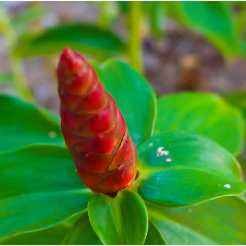 15 Shampoo Ginger Rhizomes for Planting - Live Awapuhi Zingiber Zerumbet Bare Root 15 Shampoo Ginger Rhizomes for Planting - Live Awapuhi Zingiber Zerumbet Bare Root - Image 7