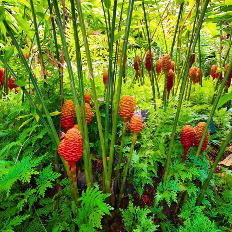 15 Shampoo Ginger Rhizomes for Planting - Live Awapuhi Zingiber Zerumbet Bare Root 15 Shampoo Ginger Rhizomes for Planting - Live Awapuhi Zingiber Zerumbet Bare Root - Image 1