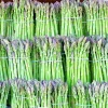 150+ Asparagus Seeds Perennial Vegetable Heirloom Non-GMO for Spring Garden 150+ Asparagus Seeds Perennial Vegetable Heirloom Non-GMO for Spring Garden - Image 1