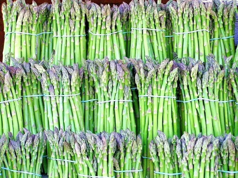 150+ Asparagus Seeds Perennial Vegetable Heirloom Non-GMO for Spring Garden 150+ Asparagus Seeds Perennial Vegetable Heirloom Non-GMO for Spring Garden - Image 1