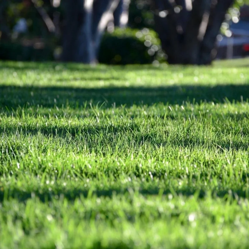 15000 Zoysia Emerald Grass Seeds – Perennial Warm Season Grass for Yard 15000 Zoysia Emerald Grass Seeds – Perennial Warm Season Grass for Yard - Image 4