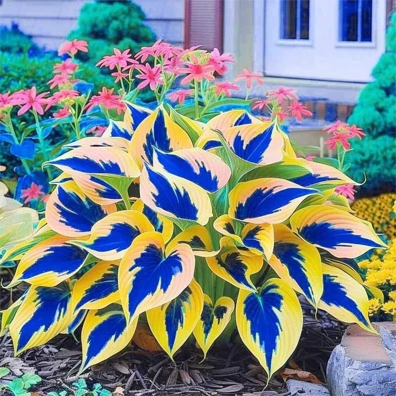 160+ Hosta Seeds - Perennial Outdoor Shade Garden Plant Seeds - Ornamental Purple Flowering 160+ Hosta Seeds - Perennial Outdoor Shade Garden Plant Seeds - Ornamental Purple Flowering - Image 2