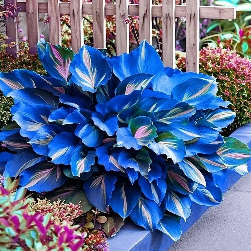 160+ Hosta Seeds - Perennial Outdoor Shade Garden Plant Seeds - Ornamental Purple Flowering 160+ Hosta Seeds - Perennial Outdoor Shade Garden Plant Seeds - Ornamental Purple Flowering - Image 3