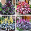 160+ Hosta Seeds - Perennial Outdoor Shade Garden Plant Seeds - Ornamental Purple Flowering - Image 1