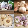 1Lb Mixed Hardneck Garlic Bulbs for Planting & Gardening - White Red Purple - Image 1