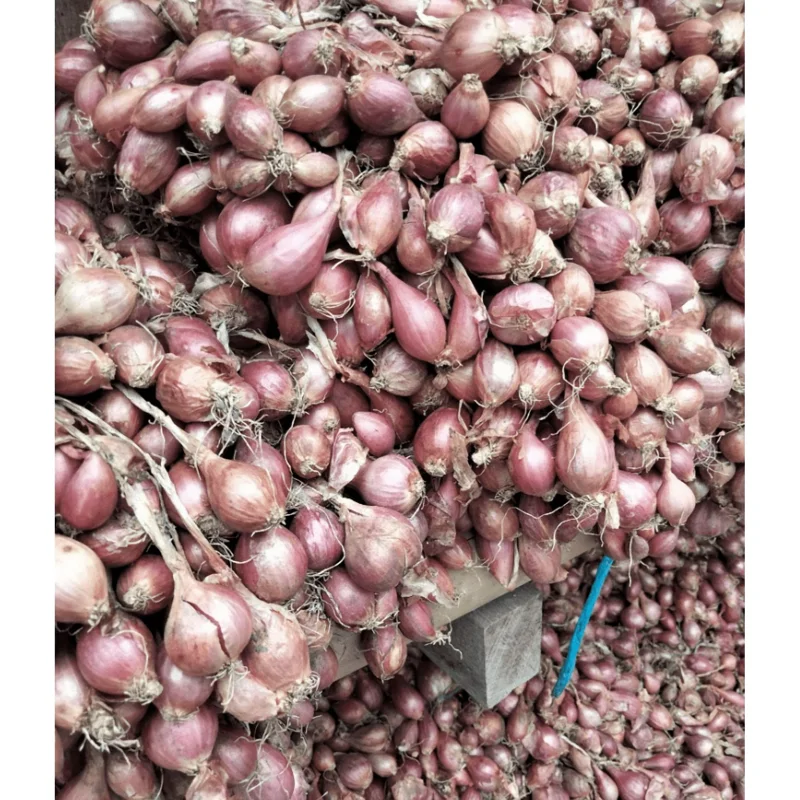 1lb Red Shallot Bulbs for Planting - Easy Grow Onion Sets 1lb Red Shallot Bulbs for Planting - Easy Grow Onion Sets - Image 2