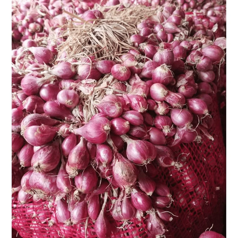 1lb Red Shallot Bulbs for Planting - Easy Grow Onion Sets 1lb Red Shallot Bulbs for Planting - Easy Grow Onion Sets - Image 3