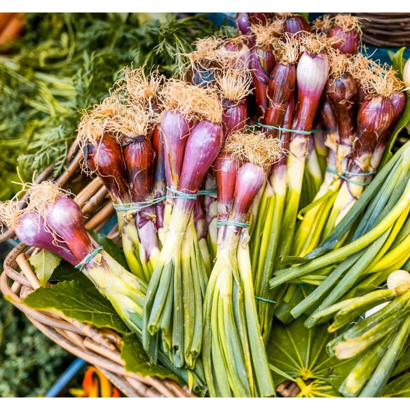 1lb Red Shallot Bulbs for Planting - Easy Grow Onion Sets 1lb Red Shallot Bulbs for Planting - Easy Grow Onion Sets - Image 1