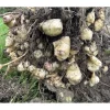 1lb White Jerusalem Artichoke Tubers for Planting - Sunchokes - Image 1