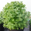 2 Apple Mint Live Plants for Outdoor Garden, 4-6 Inch Tall, Ready to Grow - Image 1