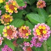 2 Chapel Hill Pink Huff Lantana Live Plant - 3-5 Inch Tall Starter Perennial - Cold-Hardy Outdoor Groundcover - Image 1