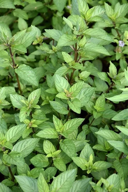 2 Chocolate Mint Live Plants – Fresh Mint Herb for Outdoor Garden, 4-6 Inch Tall 2 Chocolate Mint Live Plants – Fresh Mint Herb for Outdoor Garden, 4-6 Inch Tall - Image 2