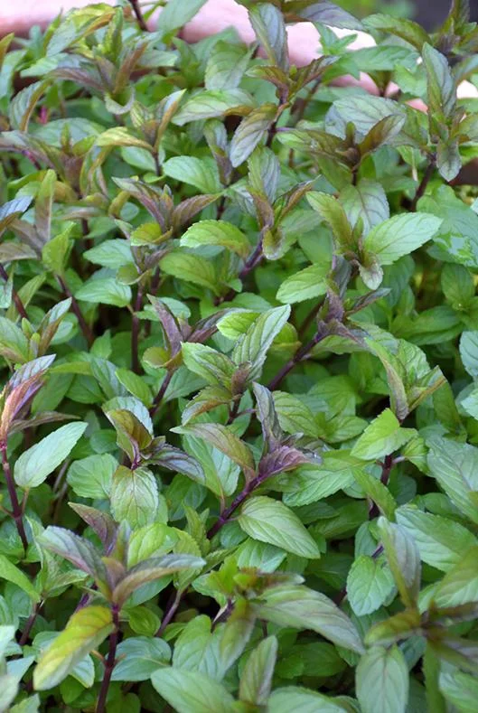 2 Chocolate Mint Live Plants – Fresh Mint Herb for Outdoor Garden, 4-6 Inch Tall 2 Chocolate Mint Live Plants – Fresh Mint Herb for Outdoor Garden, 4-6 Inch Tall - Image 3