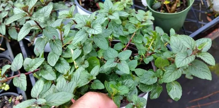 2 Chocolate Mint Live Plants – Fresh Mint Herb for Outdoor Garden, 4-6 Inch Tall 2 Chocolate Mint Live Plants – Fresh Mint Herb for Outdoor Garden, 4-6 Inch Tall - Image 4