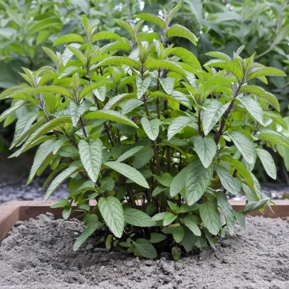 2 Chocolate Mint Live Plants – Fresh Mint Herb for Outdoor Garden, 4-6 Inch Tall 2 Chocolate Mint Live Plants – Fresh Mint Herb for Outdoor Garden, 4-6 Inch Tall - Image 5