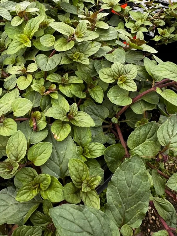 2 Chocolate Mint Live Plants – Fresh Mint Herb for Outdoor Garden, 4-6 Inch Tall 2 Chocolate Mint Live Plants – Fresh Mint Herb for Outdoor Garden, 4-6 Inch Tall - Image 6