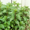 2 Chocolate Mint Live Plants – Fresh Mint Herb for Outdoor Garden, 4-6 Inch Tall - Image 1