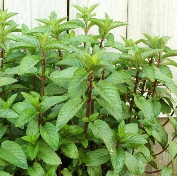 2 Chocolate Mint Live Plants – Fresh Mint Herb for Outdoor Garden, 4-6 Inch Tall 2 Chocolate Mint Live Plants – Fresh Mint Herb for Outdoor Garden, 4-6 Inch Tall - Image 1