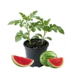 2 Crimson Watermelon Live Plant in Pot, 3-5 Inch Tall, Outdoor Sweet Fruit - Image 1