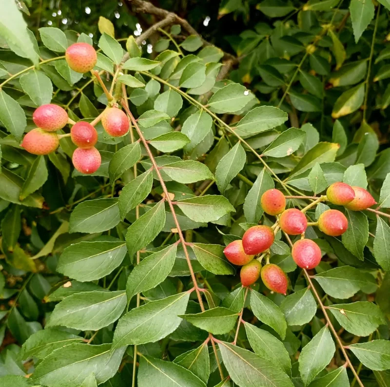 2 Curry Leaf Live Plants, 4-6 Inches Tall, 4 Inch Pot - Sweet Neem Tree for Culinary Herbs, Indoor/Outdoor 2 Curry Leaf Live Plants, 4-6 Inches Tall, 4 Inch Pot - Sweet Neem Tree for Culinary Herbs, Indoor/Outdoor - Image 3