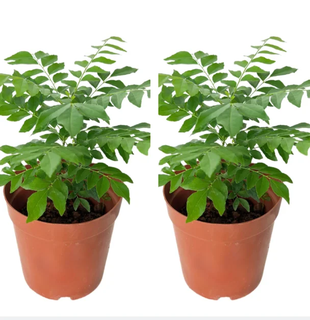 2 Curry Leaf Live Plants, 4-6 Inches Tall, 4 Inch Pot - Sweet Neem Tree for Culinary Herbs, Indoor/Outdoor 2 Curry Leaf Live Plants, 4-6 Inches Tall, 4 Inch Pot - Sweet Neem Tree for Culinary Herbs, Indoor/Outdoor - Image 1