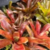 2 Dwarf Red Green Bromeliad Live Plants - Well Rooted Outdoor Garden - Image 1