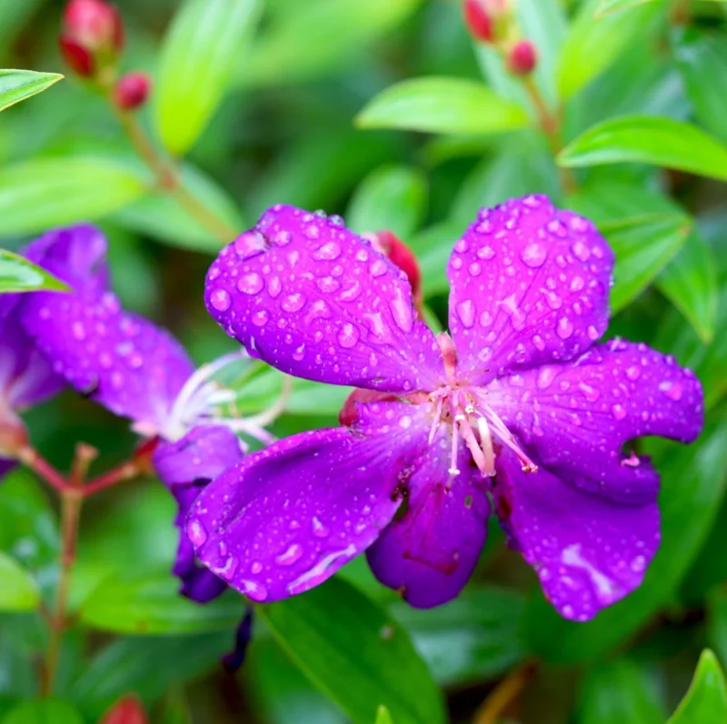 2 Dwarf Tibouchina Live Plants, Purple Fragrant Flowers, 4-7 Inch Tall, 4 Inch Pot, Indoor/Outdoor Bush 2 Dwarf Tibouchina Live Plants, Purple Fragrant Flowers, 4-7 Inch Tall, 4 Inch Pot, Indoor/Outdoor Bush - Image 3