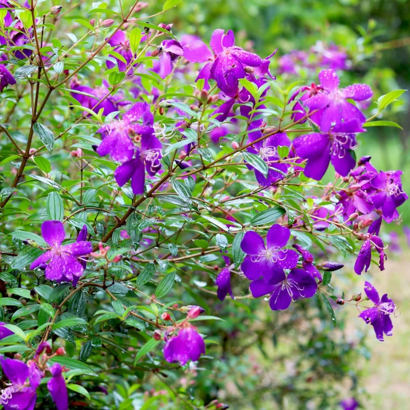2 Dwarf Tibouchina Live Plants, Purple Fragrant Flowers, 4-7 Inch Tall, 4 Inch Pot, Indoor/Outdoor Bush 2 Dwarf Tibouchina Live Plants, Purple Fragrant Flowers, 4-7 Inch Tall, 4 Inch Pot, Indoor/Outdoor Bush - Image 4