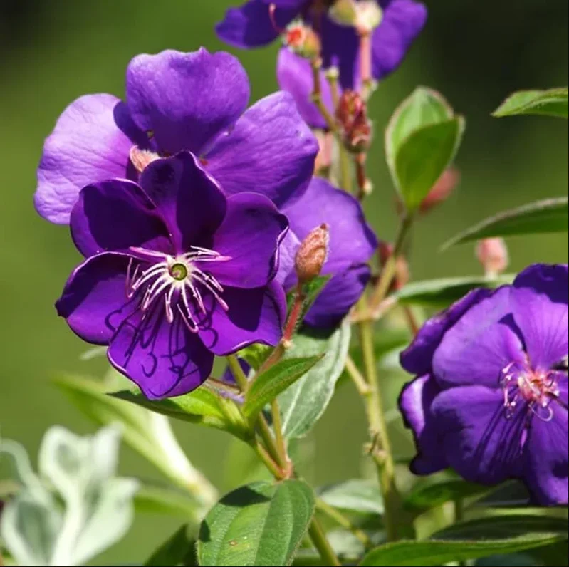2 Dwarf Tibouchina Live Plants, Purple Fragrant Flowers, 4-7 Inch Tall, 4 Inch Pot, Indoor/Outdoor Bush 2 Dwarf Tibouchina Live Plants, Purple Fragrant Flowers, 4-7 Inch Tall, 4 Inch Pot, Indoor/Outdoor Bush - Image 5