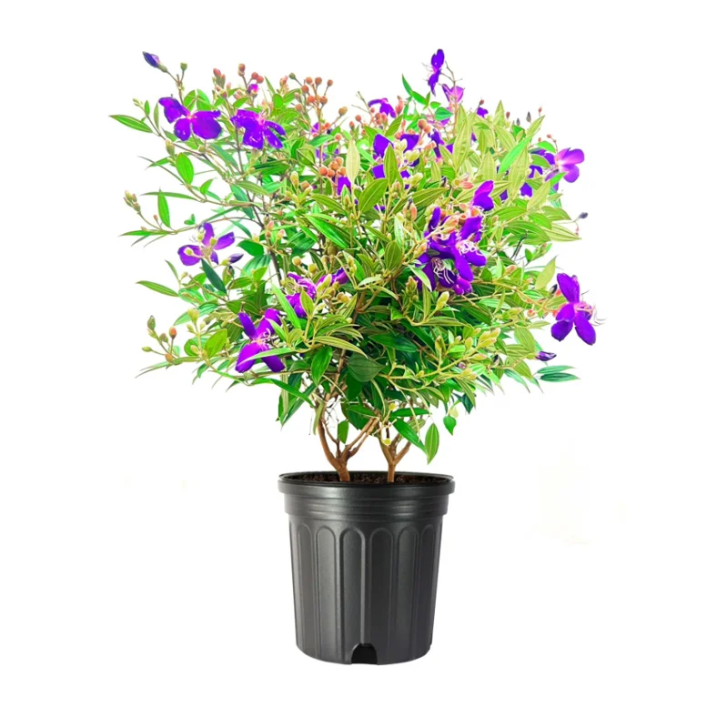 2 Dwarf Tibouchina Live Plants, Purple Fragrant Flowers, 4-7 Inch Tall, 4 Inch Pot, Indoor/Outdoor Bush 2 Dwarf Tibouchina Live Plants, Purple Fragrant Flowers, 4-7 Inch Tall, 4 Inch Pot, Indoor/Outdoor Bush - Image 6