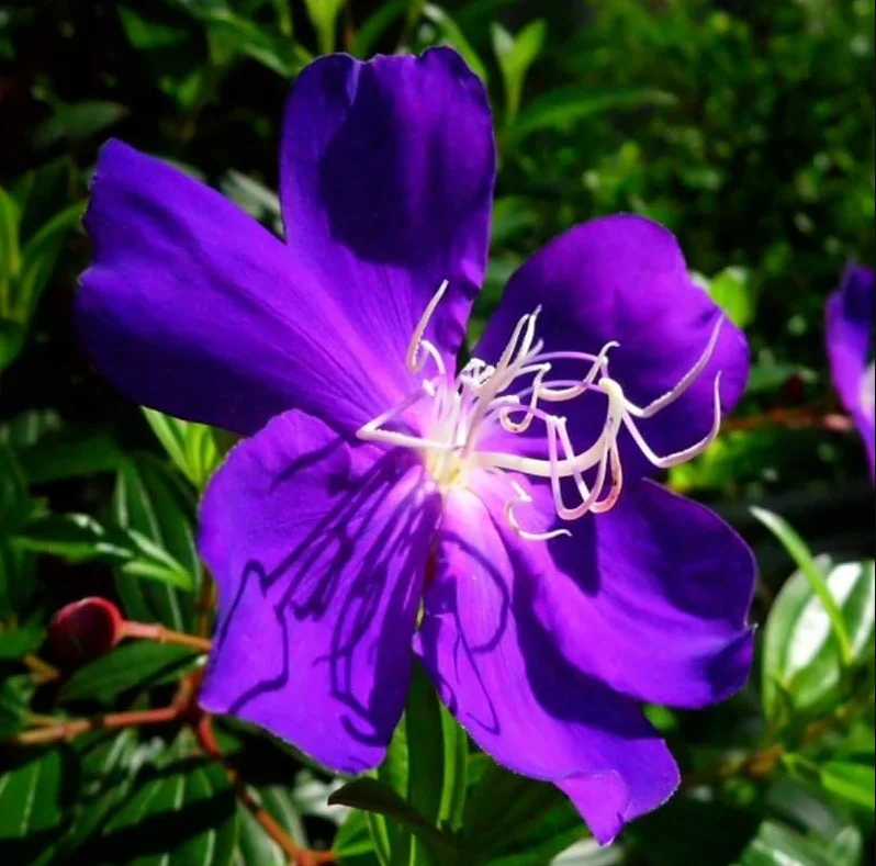 2 Dwarf Tibouchina Live Plants, Purple Fragrant Flowers, 4-7 Inch Tall, 4 Inch Pot, Indoor/Outdoor Bush 2 Dwarf Tibouchina Live Plants, Purple Fragrant Flowers, 4-7 Inch Tall, 4 Inch Pot, Indoor/Outdoor Bush - Image 7