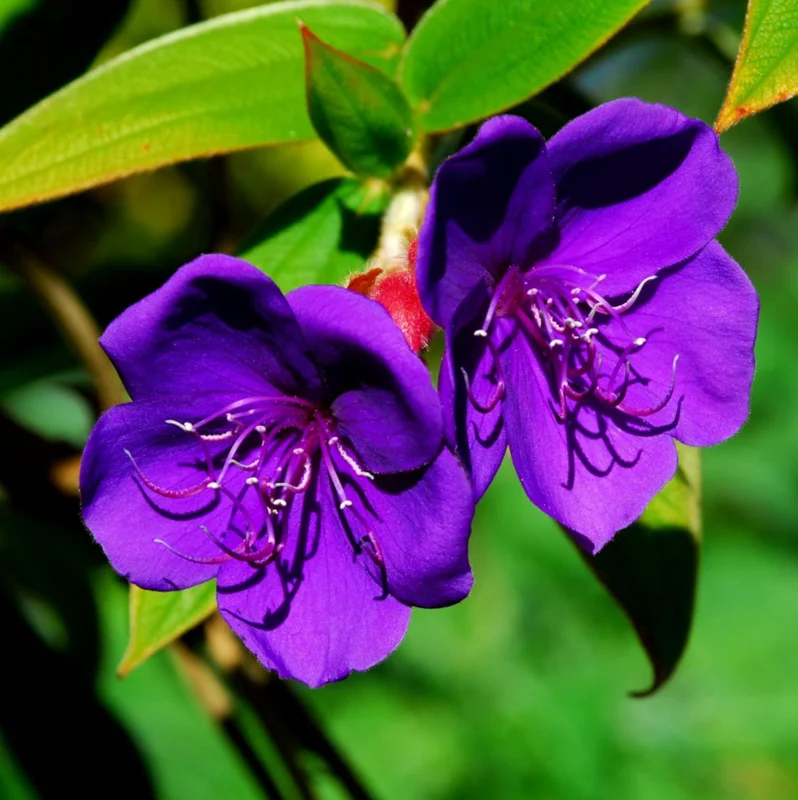 2 Dwarf Tibouchina Live Plants, Purple Fragrant Flowers, 4-7 Inch Tall, 4 Inch Pot, Indoor/Outdoor Bush 2 Dwarf Tibouchina Live Plants, Purple Fragrant Flowers, 4-7 Inch Tall, 4 Inch Pot, Indoor/Outdoor Bush - Image 8
