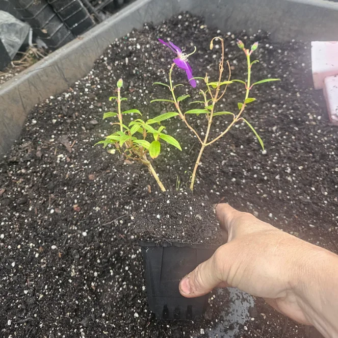 2 Dwarf Tibouchina Live Plants, Purple Fragrant Flowers, 4-7 Inch Tall, 4 Inch Pot, Indoor/Outdoor Bush 2 Dwarf Tibouchina Live Plants, Purple Fragrant Flowers, 4-7 Inch Tall, 4 Inch Pot, Indoor/Outdoor Bush - Image 9