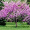 2 Eastern Redbud Live Bare Root Trees, 6-12 Inch Tall, Outdoor, Zones 5-9 2 Eastern Redbud Live Bare Root Trees, 6-12 Inch Tall, Outdoor, Zones 5-9 - Image 1