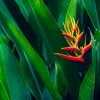 2 Heliconia Psittacorum Rhizomes - Orange Lobster Claw Plants for Tropical Gardens - Image 1