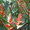 2 Heliconia Wagneriana Rhizomes - Lobster Claw Live Plant Roots - Image 1